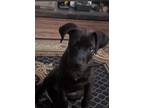 Adopt Roscoe Dash a Brown/Chocolate - with Black Labrador Retriever / Bull