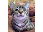 Adopt KELLY STRONGHEART / TINY a Domestic Shorthair / Mixed (short coat) cat in