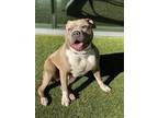 Adopt MARLENE a Gray/Blue/Silver/Salt & Pepper American Pit Bull Terrier / Mixed