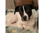Adopt Sawyer a White - with Tan, Yellow or Fawn Basset Hound / Mixed dog in