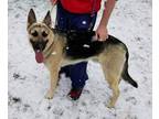 Adopt Shadow a Black - with Tan, Yellow or Fawn German Shepherd Dog / Mixed dog