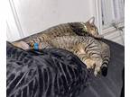 Adopt sasha and bubbles a Gray, Blue or Silver Tabby Domestic Shorthair / Mixed