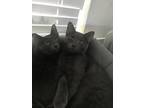 Adopt Smokey a Gray or Blue Abyssinian / Mixed (medium coat) cat in Fairfield