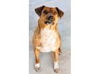 Adopt Cooper a Brown/Chocolate - with Black Hound (Unknown Type) dog in