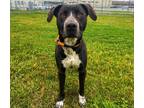 Adopt ONYX a Black - with White German Shorthaired Pointer / Border Collie /