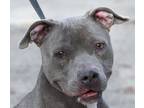 Adopt MAYA a Gray/Silver/Salt & Pepper - with White American Pit Bull Terrier /