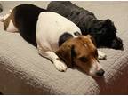 Adopt Cooper a Tricolor (Tan/Brown & Black & White) Beagle / Mixed dog in