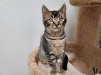 Adopt THEO a Gray, Blue or Silver Tabby Domestic Shorthair / Mixed (short coat)