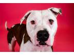Adopt ROCKY a Brindle - with White Boxer / Mixed dog in West Palm Beach