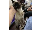 Adopt Gotti a Brown or Chocolate (Mostly) Siamese / Mixed (medium coat) cat in