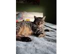 Adopt Grey Wind a Brown or Chocolate (Mostly) American Shorthair / Mixed (medium
