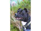 Adopt Shiva a Boxer / American Pit Bull Terrier / Mixed dog in Albuquerque