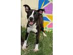 Adopt TORONTO a Black - with White American Pit Bull Terrier / Mixed dog in