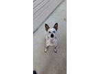 Adopt Cookie a Gray/Silver/Salt & Pepper - with White Australian Cattle Dog /