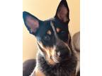 Adopt Max a Brown/Chocolate - with Black Australian Cattle Dog / Mixed dog in