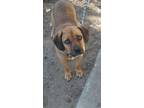 Adopt Chief a Brown/Chocolate - with Black Beagle / Mixed dog in Fruitland