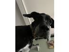 Adopt Ronan a Black - with White Great Dane / Mixed dog in Cincinnati