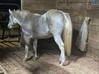Beautiful AQHA Breeding Stallion