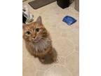 Adopt Harold a Orange or Red Tabby Domestic Mediumhair / Mixed (medium coat) cat