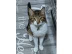 Adopt Coconut a Brown Tabby Domestic Shorthair / Mixed (short coat) cat in