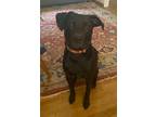 Adopt Lindor a Black American Staffordshire Terrier / Labrador Retriever / Mixed
