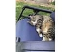 Adopt Jonah a Tiger Striped American Shorthair / Mixed (short coat) cat in