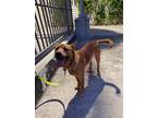 Adopt Cole a Red/Golden/Orange/Chestnut - with Black Black Mouth Cur / Mixed dog
