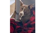 Adopt Gus a Brown/Chocolate - with White American Pit Bull Terrier / Australian