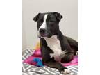 Adopt Haley a Black American Pit Bull Terrier / Mixed dog in Juneau