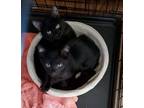Adopt Big Kitten & Little Kitten a All Black Domestic Shorthair / Mixed (short