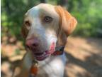 Adopt Otis a Tan/Yellow/Fawn - with White Pointer / Beagle / Mixed dog in