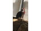Adopt Kat a Tiger Striped American Shorthair / Mixed (medium coat) cat in Akron