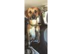 Adopt Leo a Tan/Yellow/Fawn - with White Beagle / Black Mouth Cur / Mixed dog in