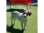Adopt 159907 a White Pointer / American Pit Bull Terrier / Mixed dog in
