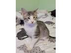 Adopt Cattie Underwood a Gray or Blue (Mostly) Domestic Shorthair / Mixed cat in