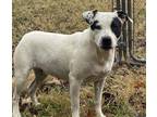 Adopt Rosie a White - with Black Staffordshire Bull Terrier dog in Norristown