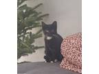 Adopt Cheerios (Available for pre-adoption) a Domestic Shorthair / Mixed cat in