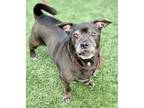 Adopt Churchill a Black Dachshund / Mixed dog in Roseville, CA (33516524)