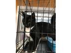 Adopt Tippy a Domestic Shorthair / Mixed (short coat) cat in Darlington