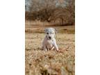 Thunder, American Staffordshire Terrier For Adoption In Oklahoma City, Oklahoma