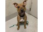 Adopt Wally a Pit Bull Terrier