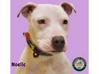 Adopt 21-12-3420 Noelle a Pit Bull Terrier