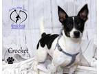 Adopt Crocket a Jack Russell Terrier