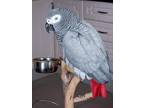 Beautiful and Lovely African Grey Parrot for Sell