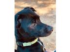 Adopt Coal a Jack Russell Terrier, Labrador Retriever
