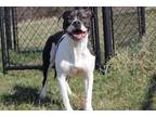 Adopt Holly a Boxer, Pit Bull Terrier