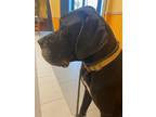 Adopt Abraham the Affectionate Giant! a Great Dane