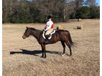 Easy Easy Smooth kick ride non raced TB gelding Foxhunting Now and Showing