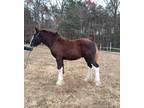 Weanling Black Clydesdale Colt