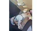 Adopt Ziggy a White - with Black Bull Terrier / Bull Terrier / Mixed dog in